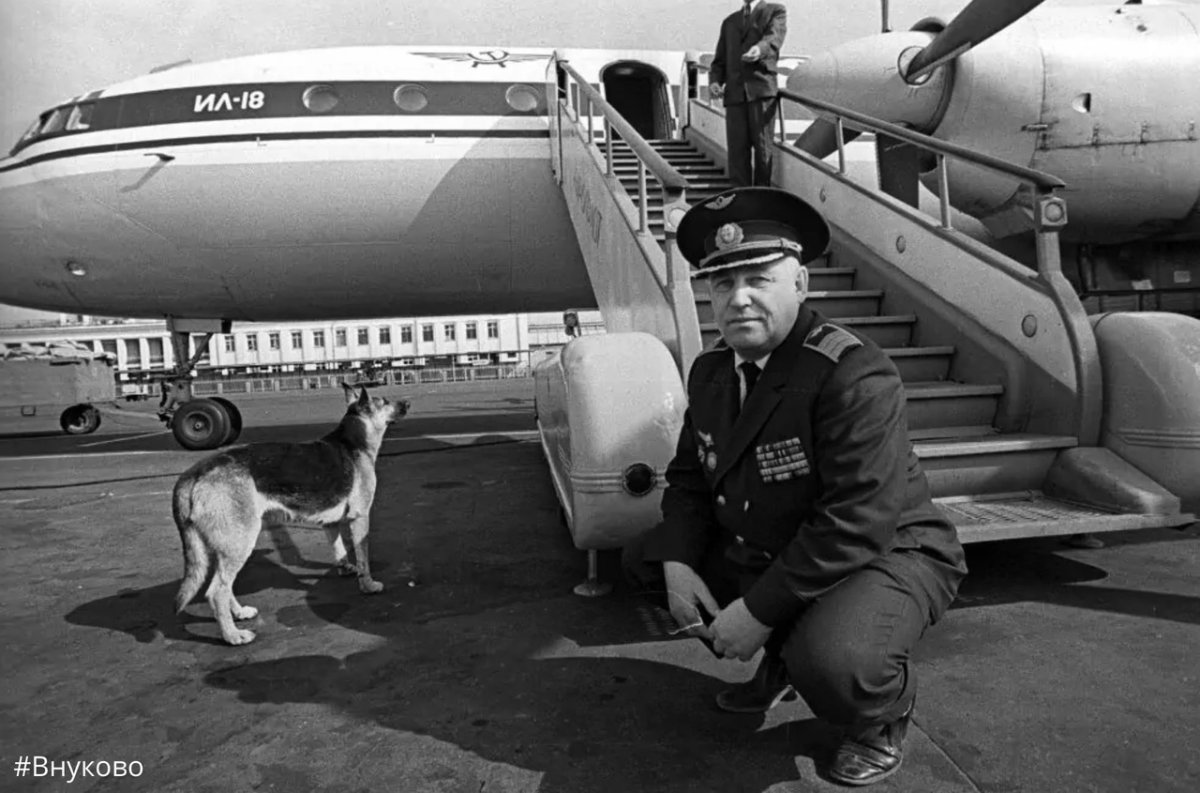 Самоедская лайка