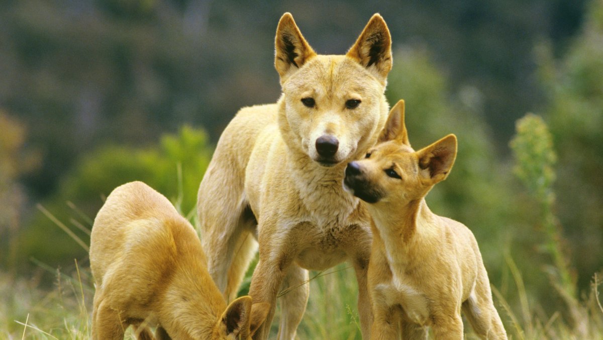 Татуировки Александра Розенбаума