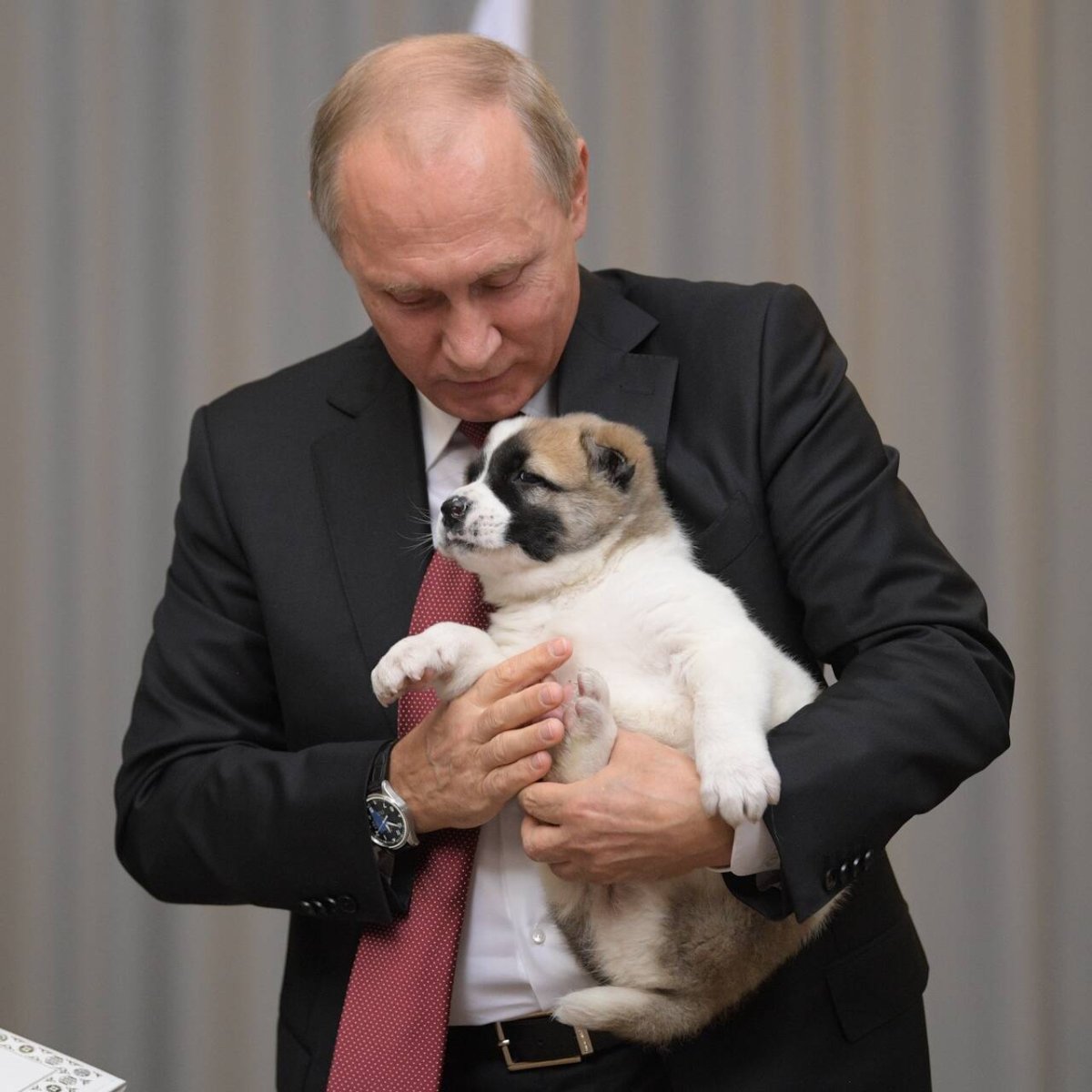 Верная собака