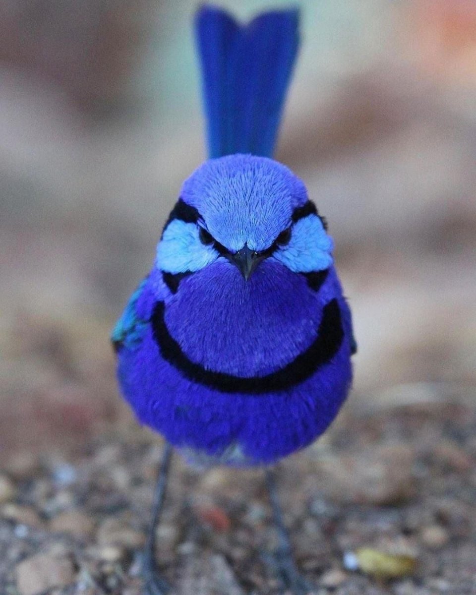 Блестящий расписной малюр