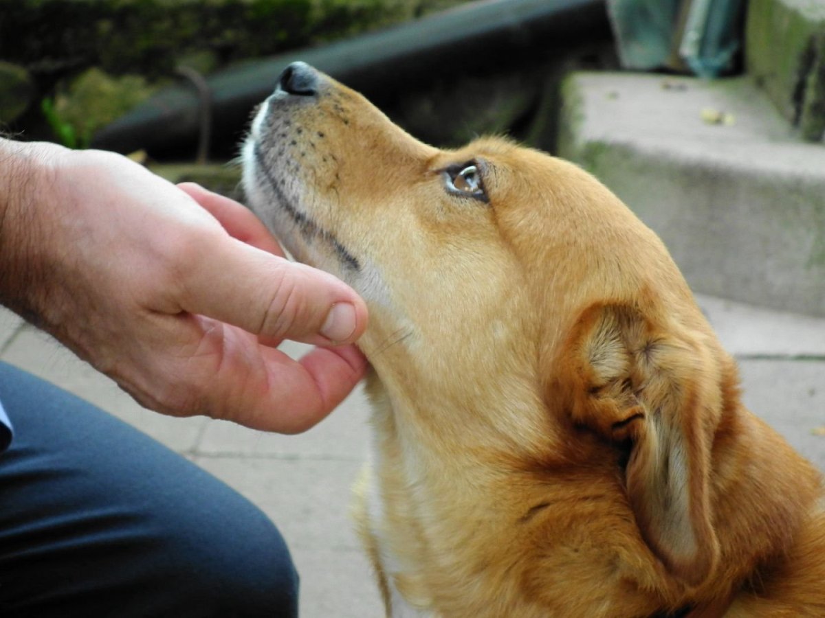 Щенок под дождем