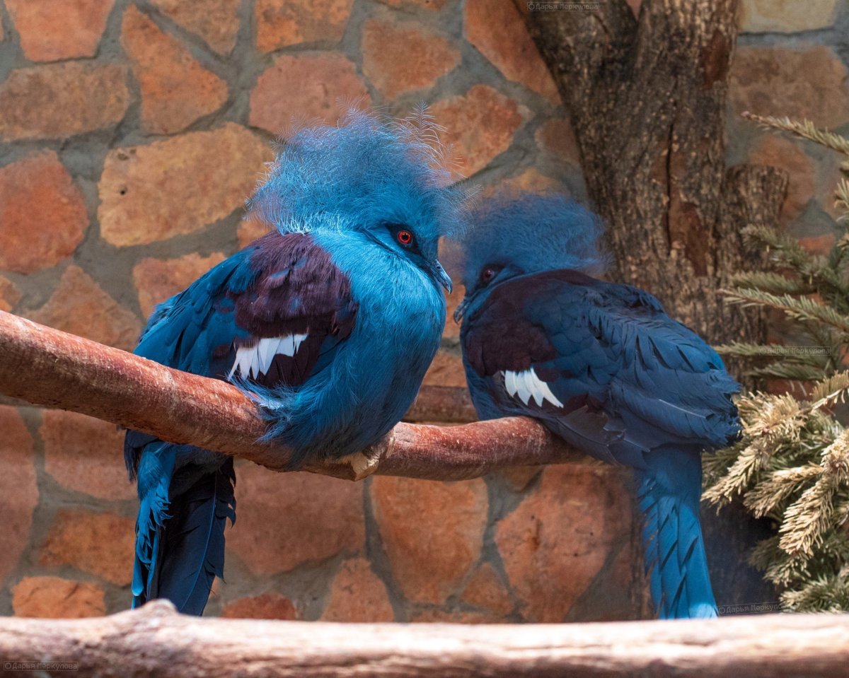 GLENMILLERS Blue Jay Bouvier