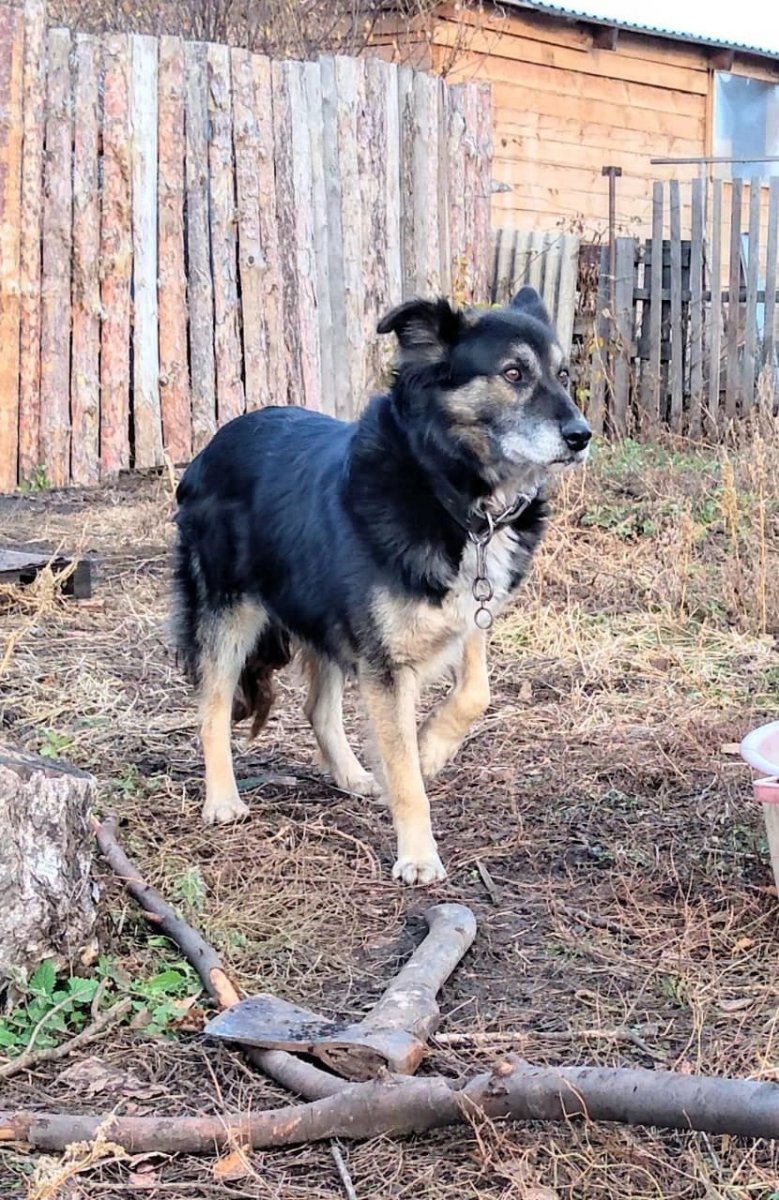 Собака это счастье цитаты