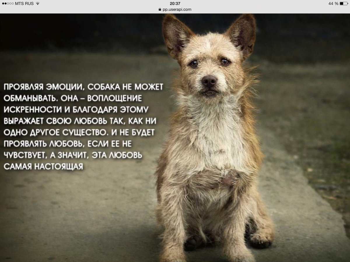 Нам до собак еще расти чтоб вровень