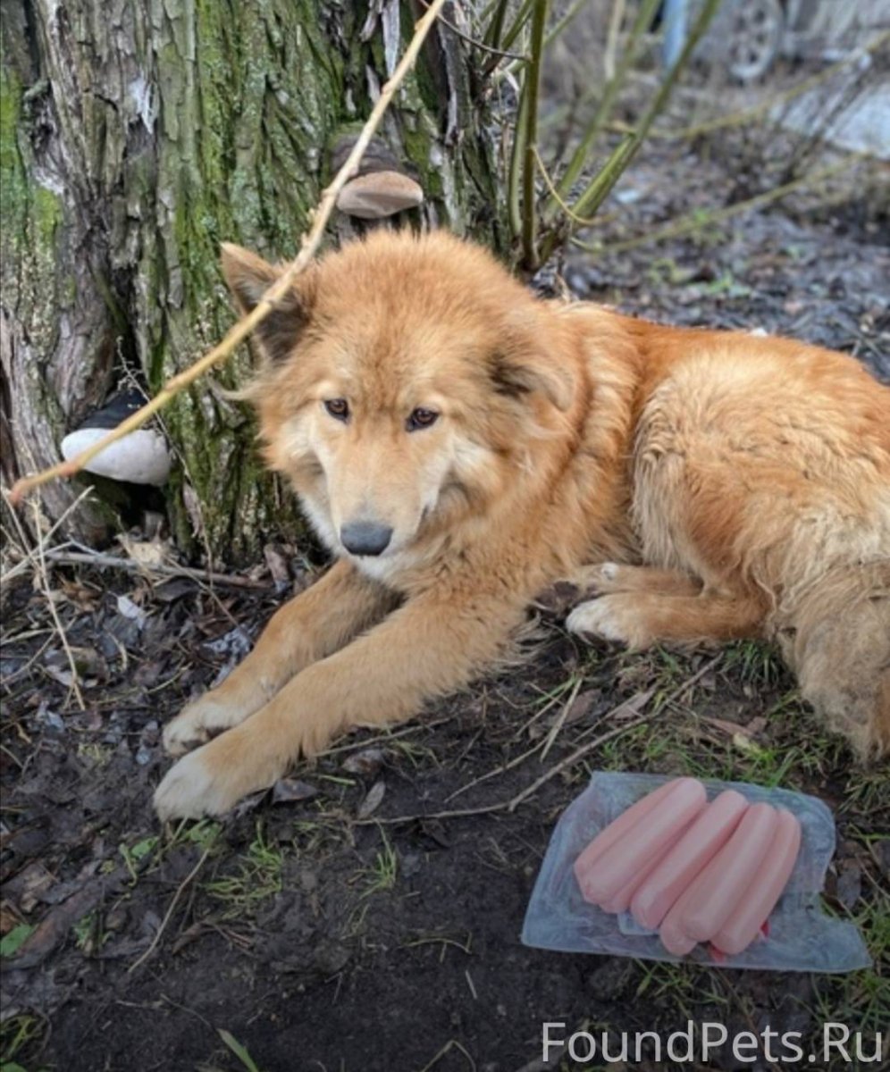 Бультерьер тигровый