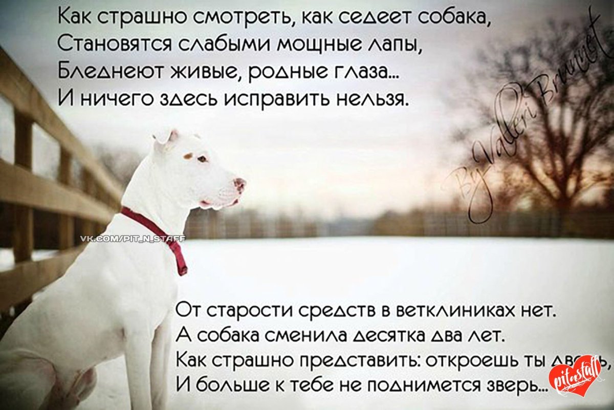 Бультерьер тигровый