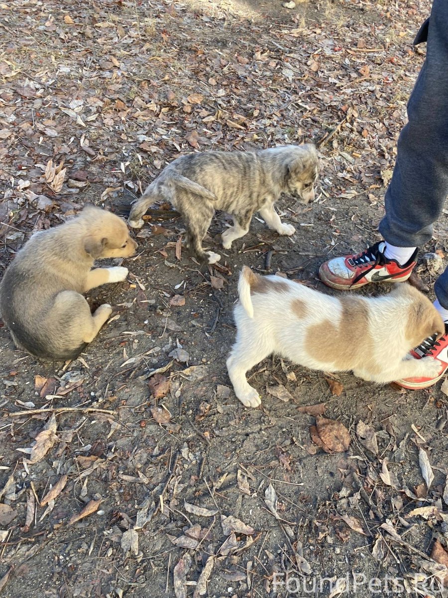 Грустная собака