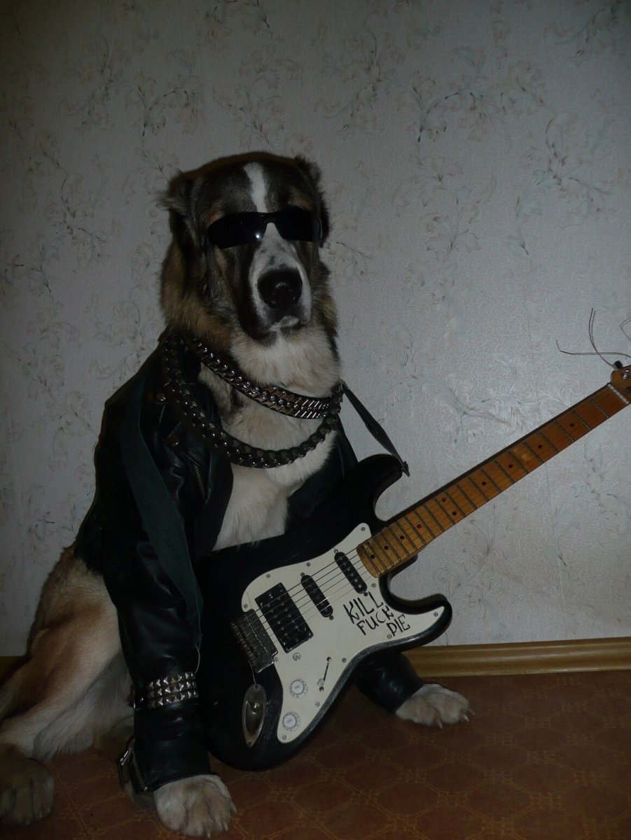 Собака Пальма Внуково