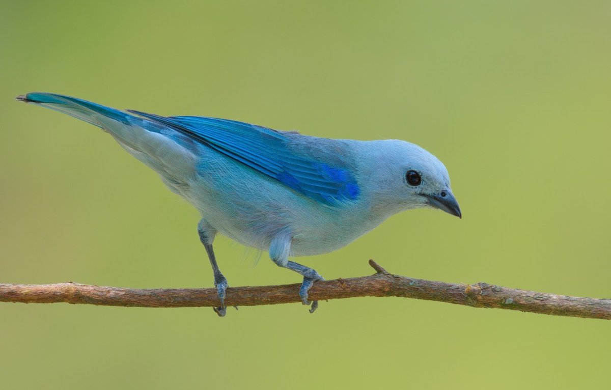 Имя обозначающее голубая птица