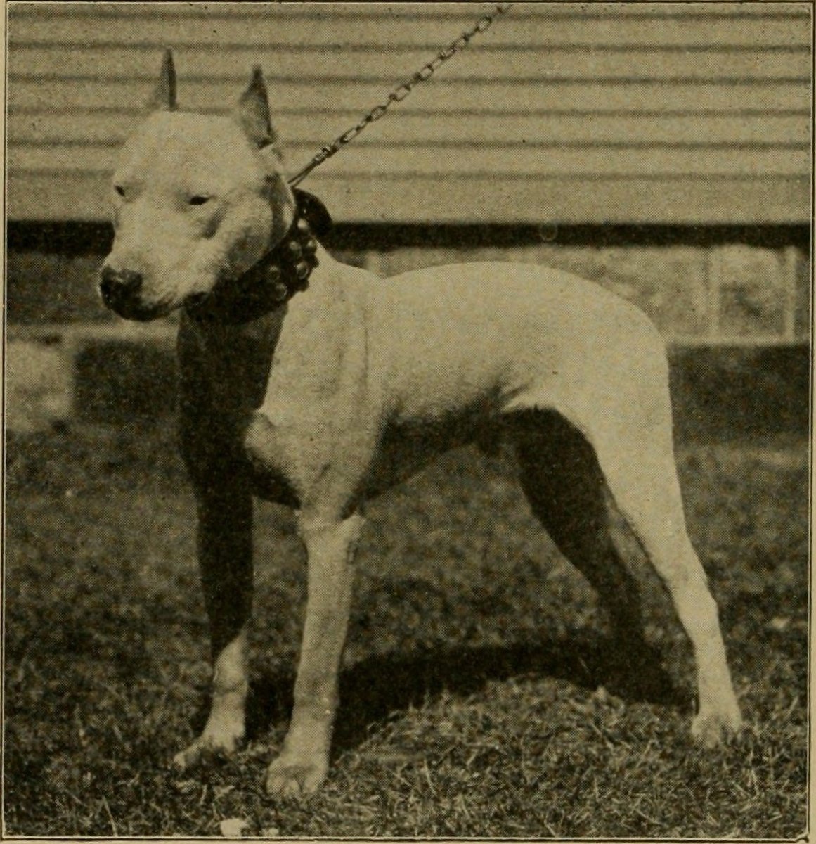 Человек который превратил себя в собаку