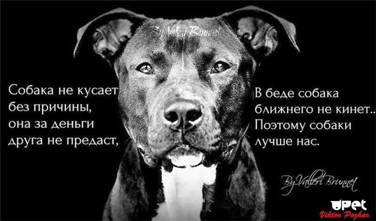 Акита ину Путина