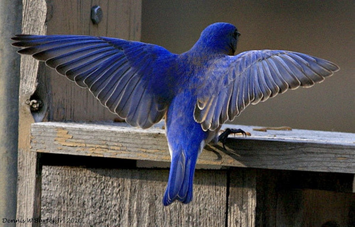 Голубая Сойка зимой