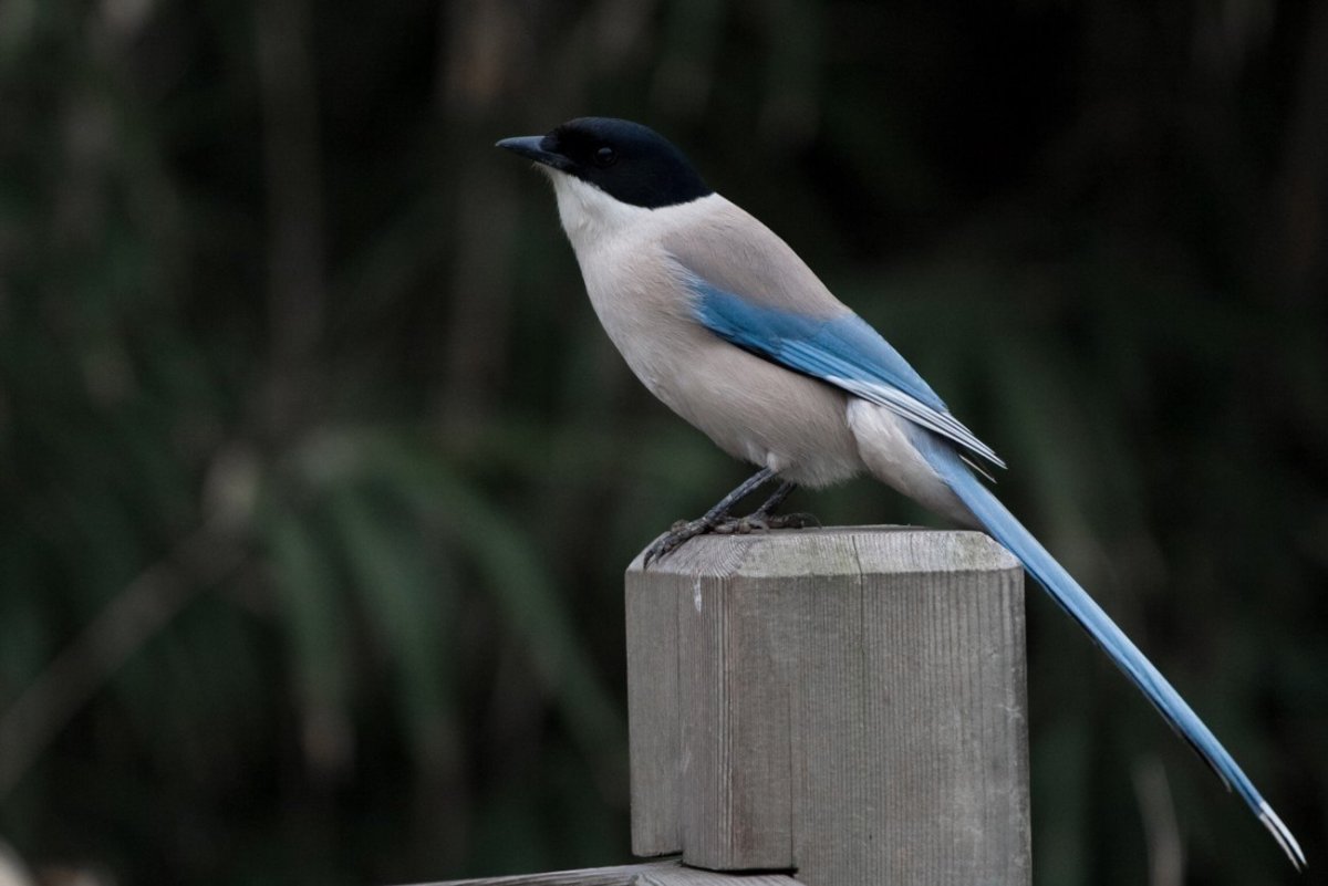 Синий овсянковый Кардинал