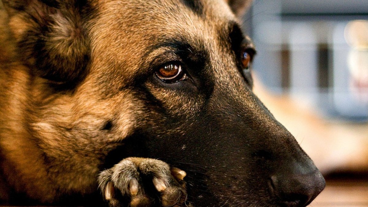 Волки 2 Розенбаум