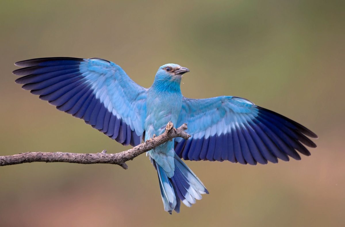 Сойка пересмешница птица