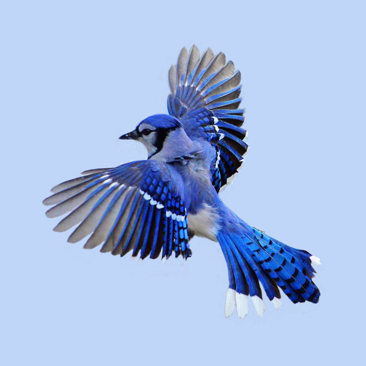 Североамериканская голубая Сойка