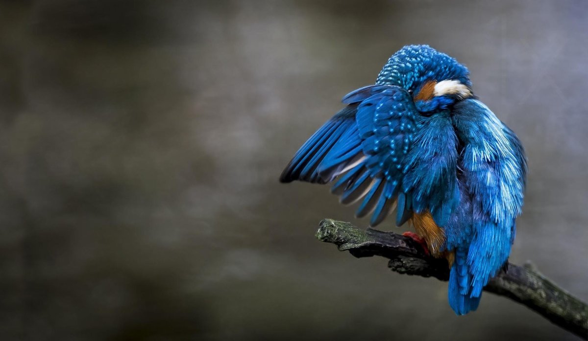 Синий Зимородок