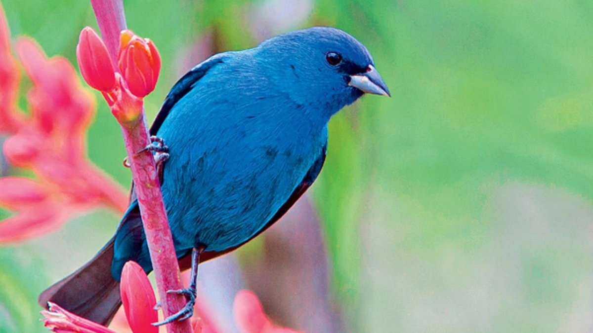 Гиацинтовый ара