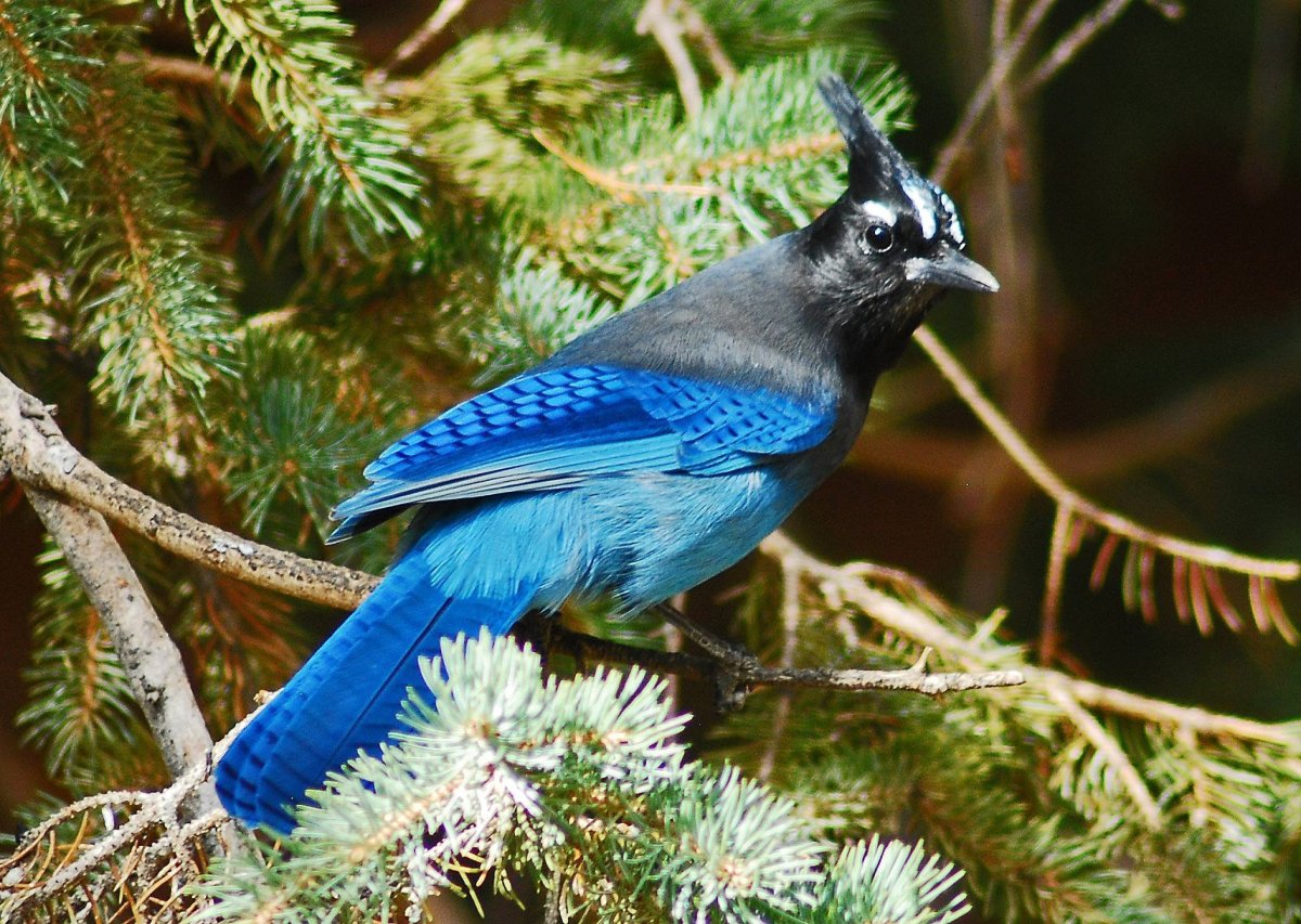 Синяя птица семейства Дроздовых