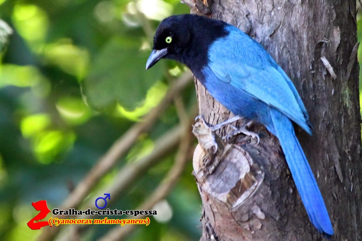 Голубая сорока Приморский край