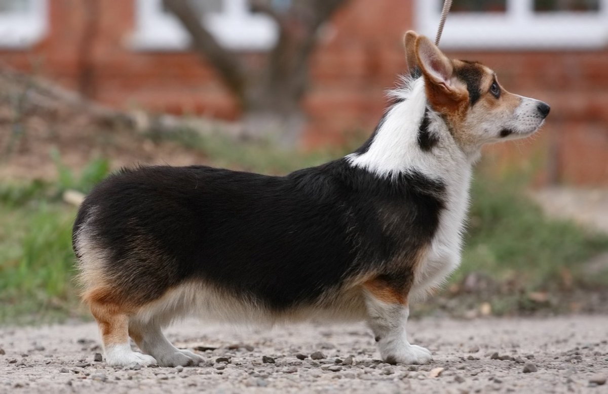 Вельш корги Триколор