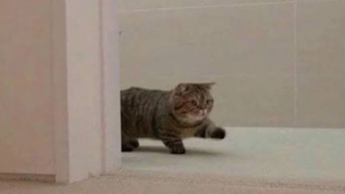 Кот коротколапый порода Манчкин