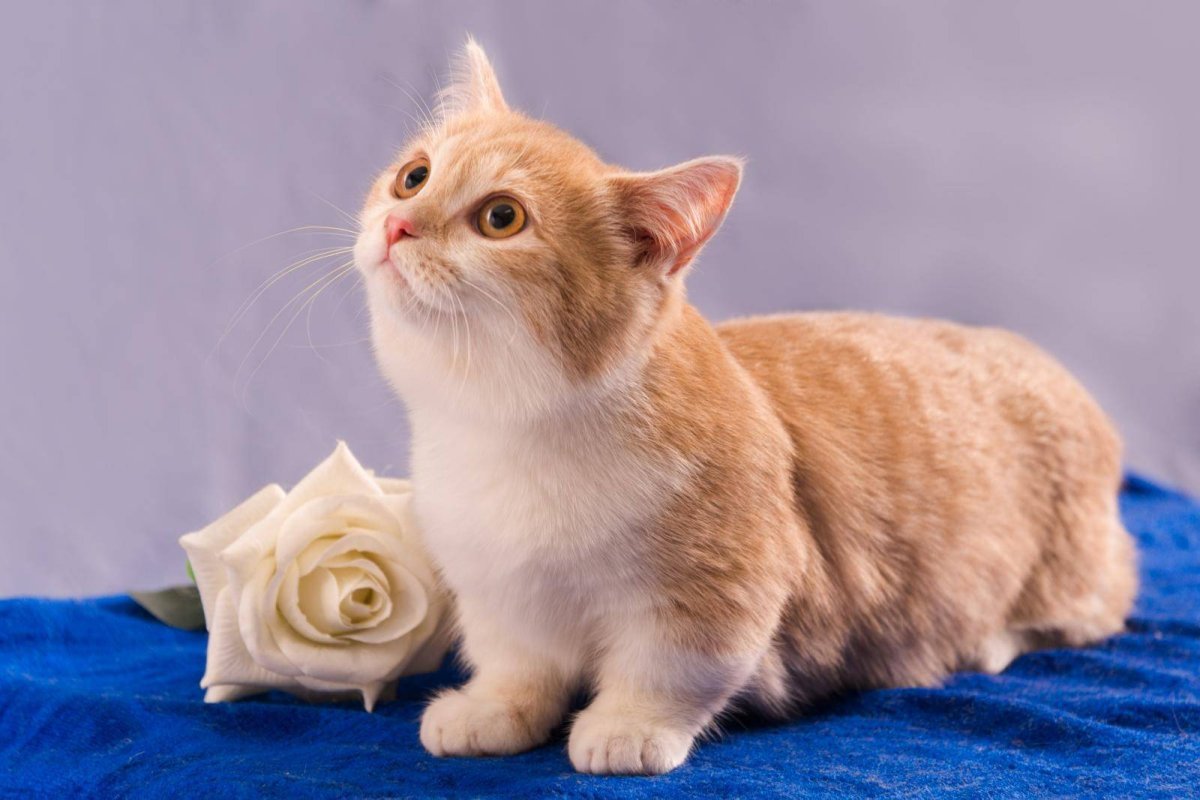 Munchkin Kitten