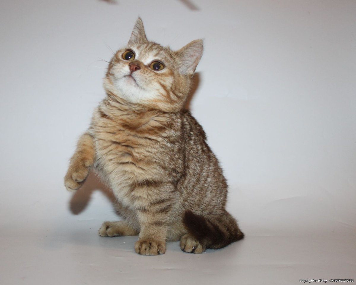 Пошли пожрем