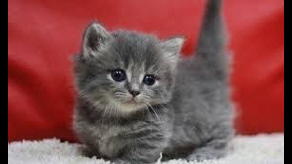 Манчкин рыжий вислоухий