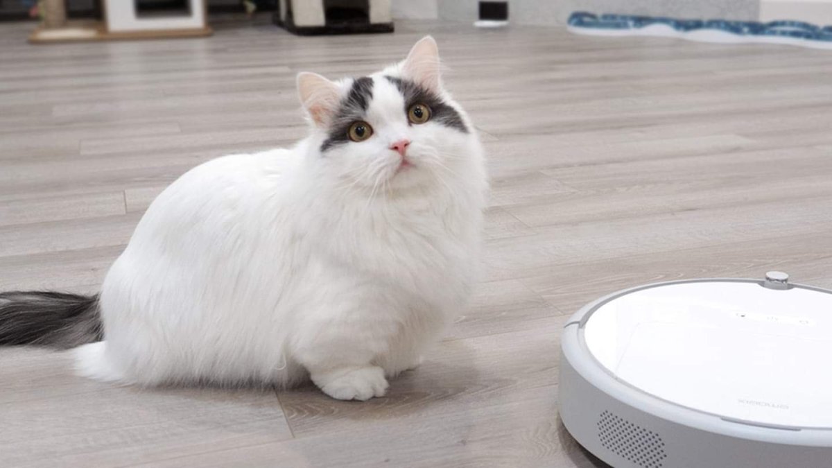 Кот с короткими лапами топает