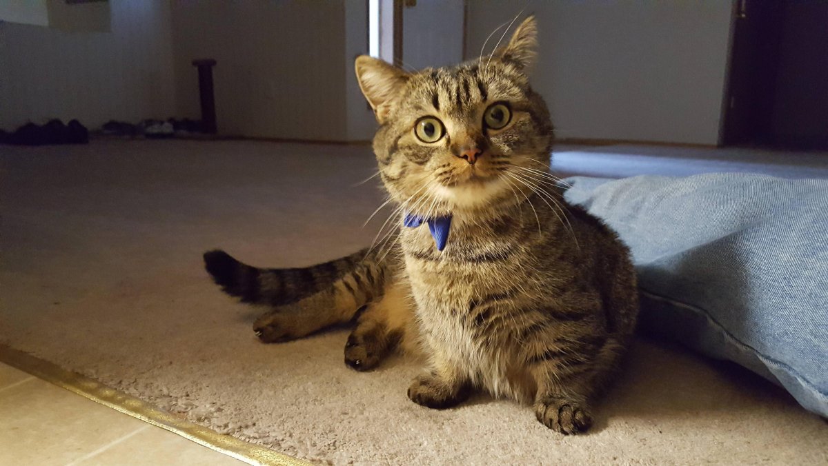 Манчкин серый котенок