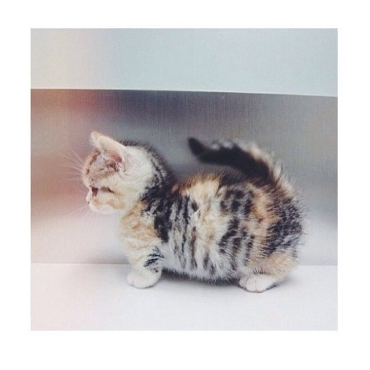 Скоттиш фолд Манчкин