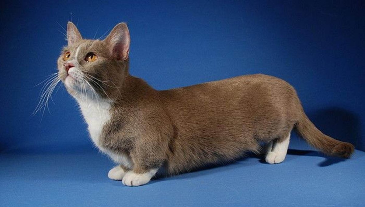 Смешные пушистые котята