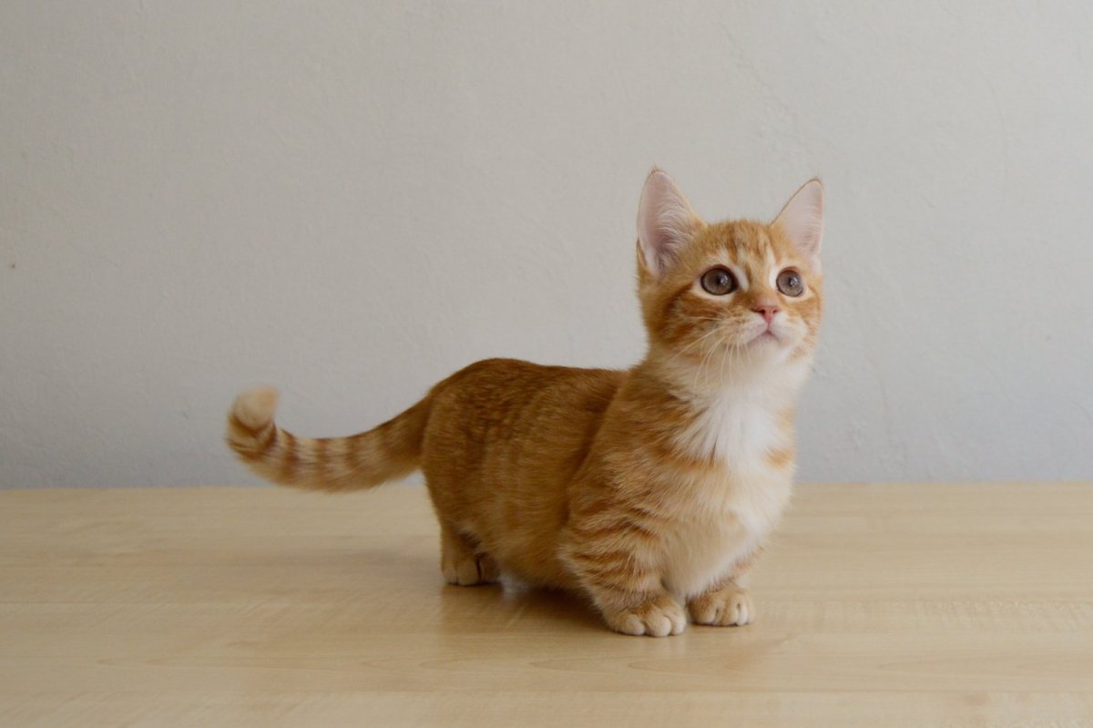 Манчкин кот