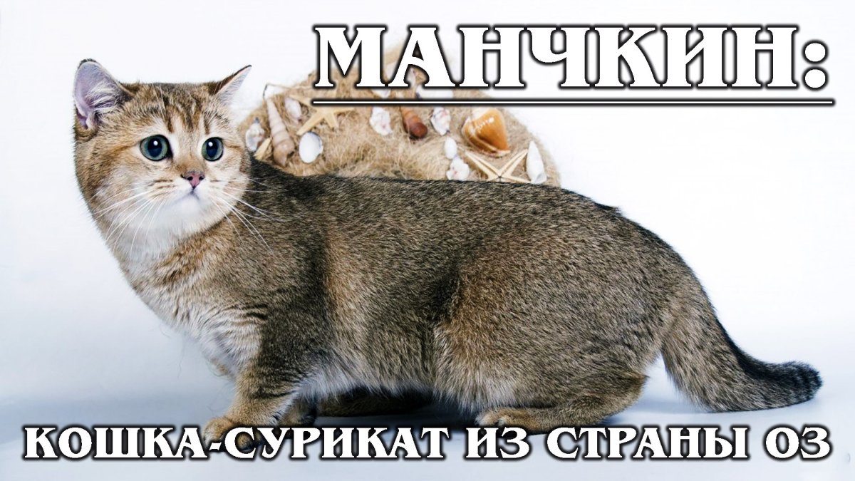 Манчкин табби кошка