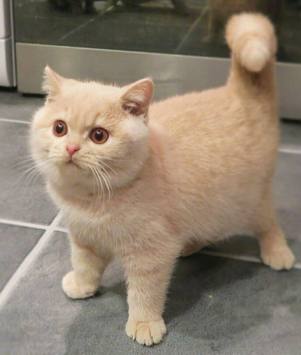 Манчкин Альберт