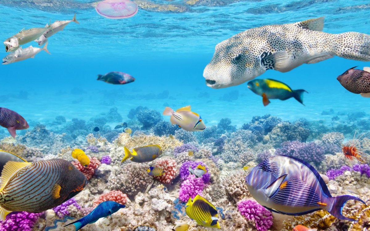 Риф Лагуна Шарм Эль Шейх