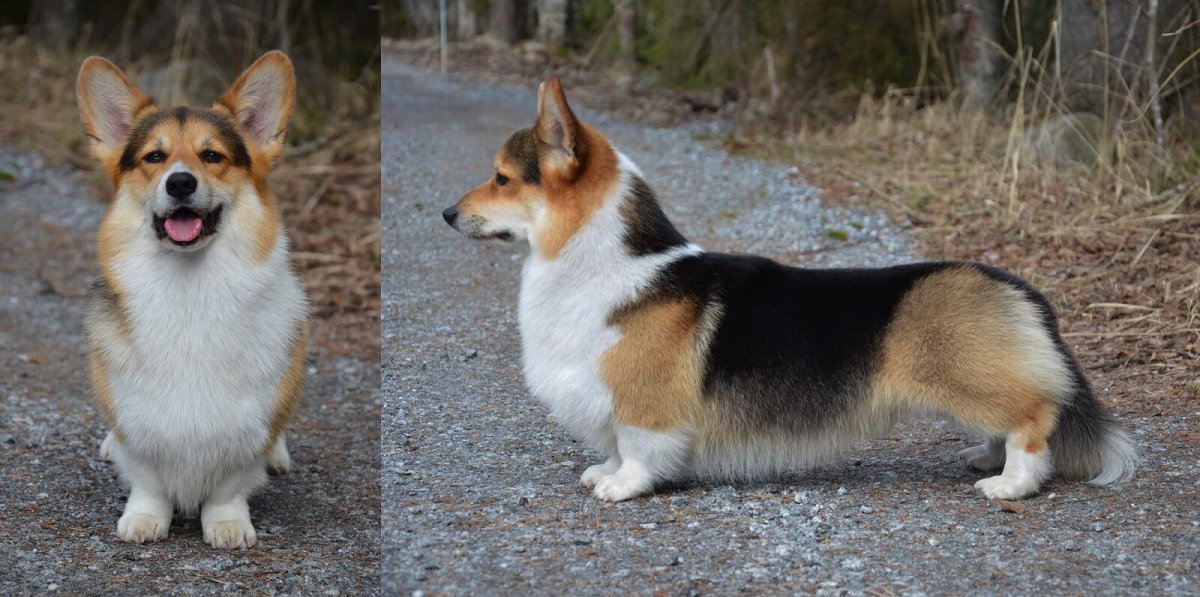 Порода вельш корги