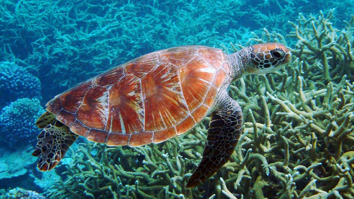 Риф «Осьминогов» Кипр