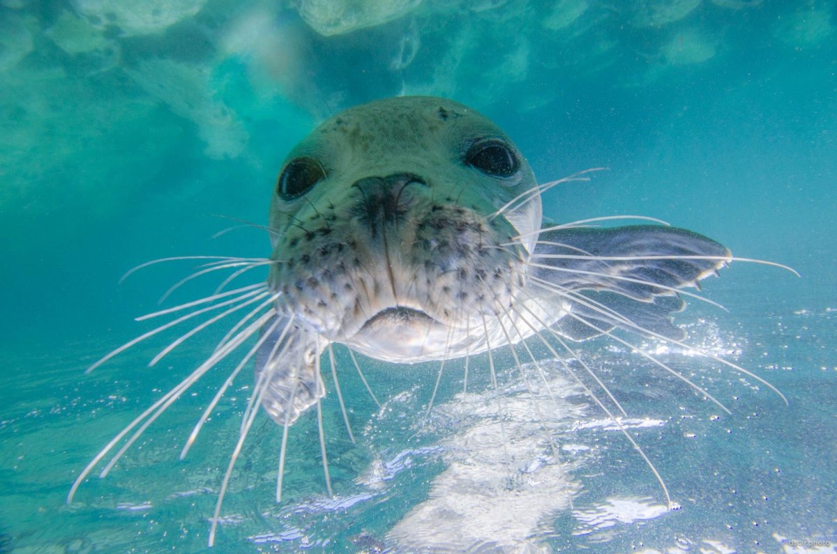 Водные жители