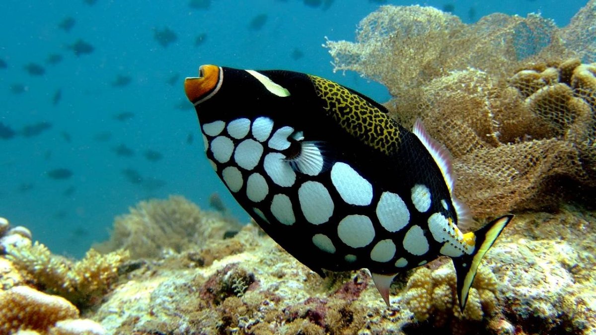 Длиннорылый морской конёк