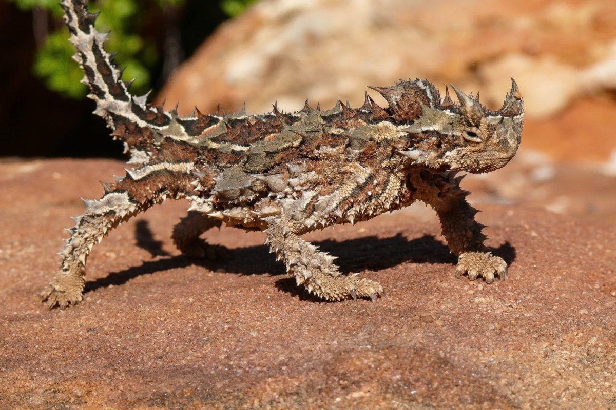 Животные саванны ящерица Молох