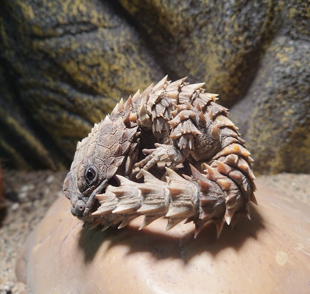 Молох ящерица