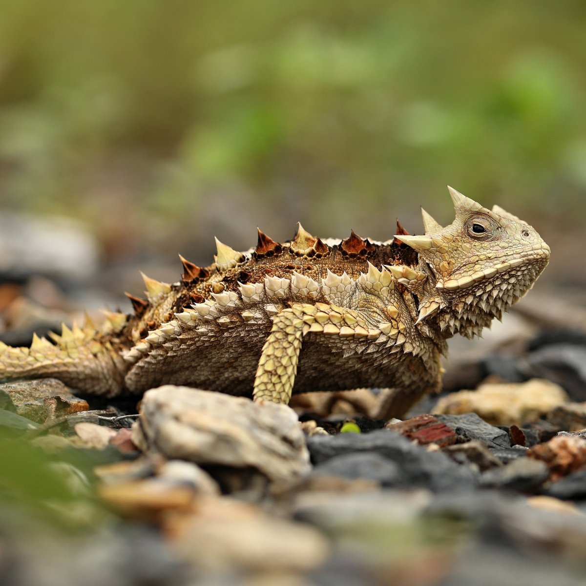 Бородатая агама дракон