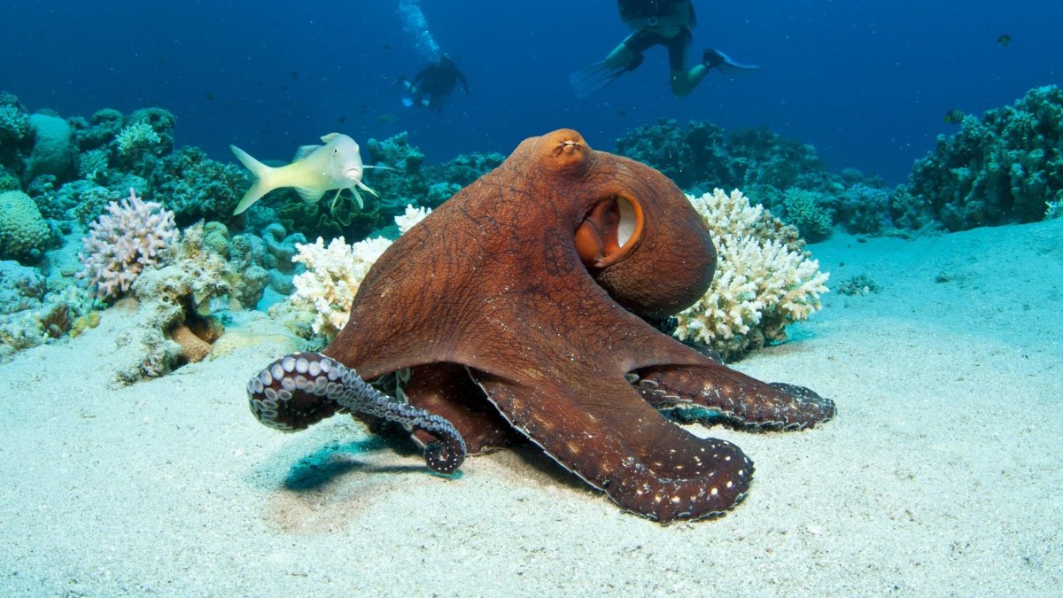 Длиннорылый морской конёк