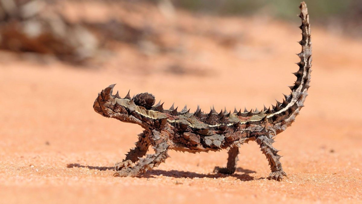 Животные пустыни Молох ящерица