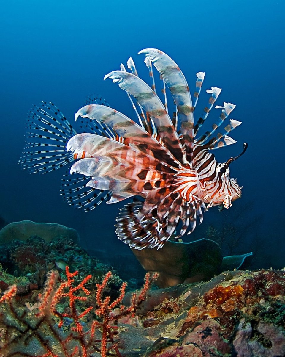 Голожаберный моллюск главк