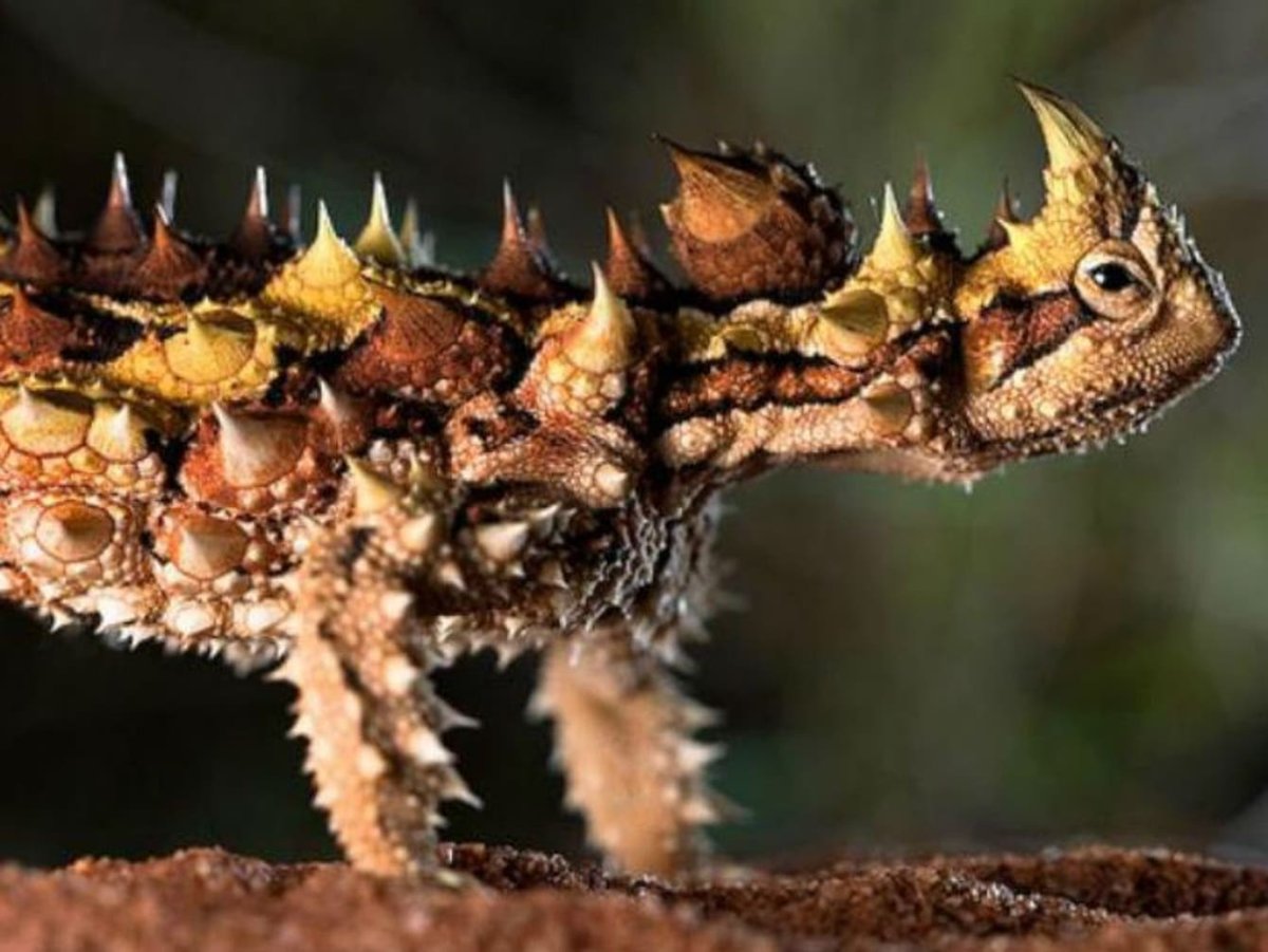 ШИПАСТЫЙ Варан