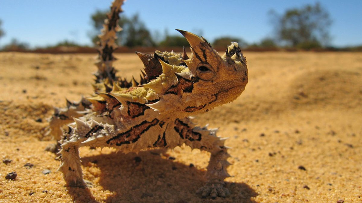 Молох хорридус