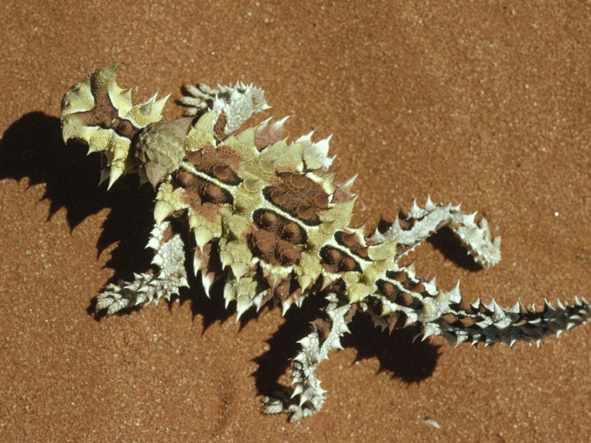 Аброния Лизард